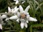 fondos de foto de Flor Leontopodium Alpinum - Pie de Le�n - Flor de Nieve - Edelweiss hasta 2560x1920